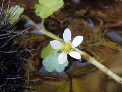 Ranunculus omiophyllus