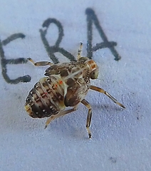 Auchenorrhyncha