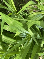 Liliopsida
