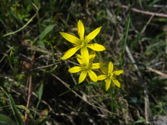Gagea bulbifera