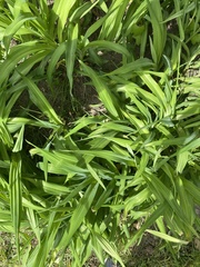 Liliopsida