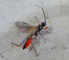 Hymenoptera