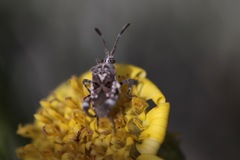 Merocoris curtatus