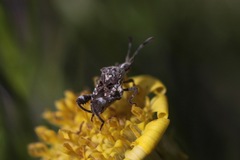 Merocoris curtatus
