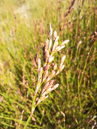 Restio bifurcus (Restio bifurcus)