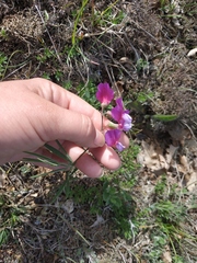 Lathyrus digitatus