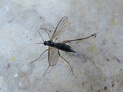 Pterygota