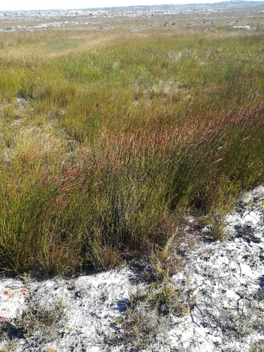 Image of Restio bifurcus by (c) Noeleen du Toit, some rights reserved (CC BY-SA)