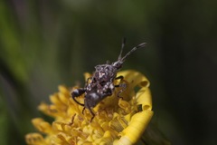 Merocoris curtatus