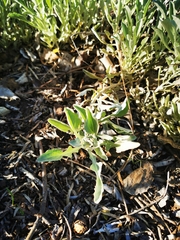 Arctotis stoechadifolia