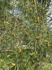 Pinus