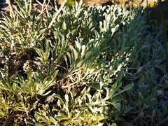 Arctotis stoechadifolia