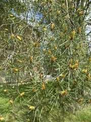 Pinus