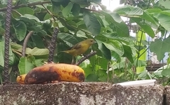 Euphonia laniirostris
