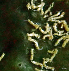 Polydorella