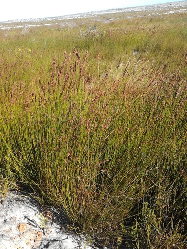 Image of Restio bifurcus by (c) Noeleen du Toit, some rights reserved (CC BY-SA)