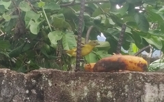 Euphonia laniirostris