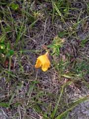 Chapmannia floridana