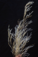 Stipagrostis uniplumis image