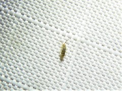 Entomobrya atrocincta