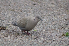 Streptopelia decaocto