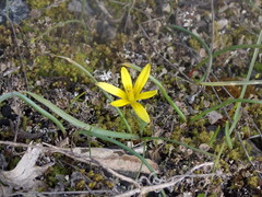 Gagea chanae