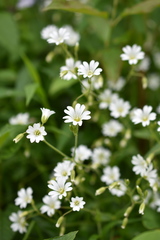 Cerastium velutinum