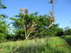 Eryngium plantagineum