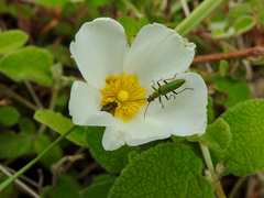 Chrysanthia reitteri