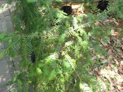 Taxus mairei