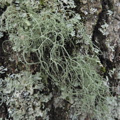 Usnea subscabrosa
