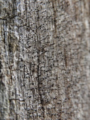 Mycocalicium subtile