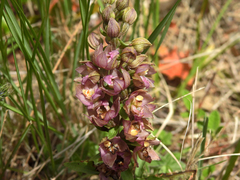 Epipactis helleborine tremolsii