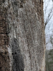 Mycocalicium subtile