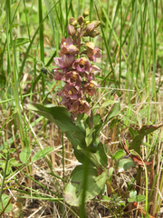 Epipactis helleborine tremolsii