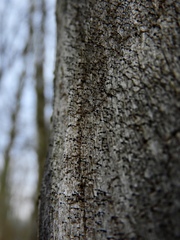 Mycocalicium subtile