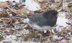 Junco hyemalis cismontanus