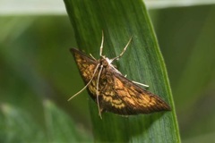 Ecpyrrhorrhoe rubiginalis