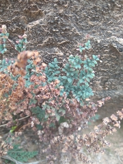 Argyrochosma limitanea