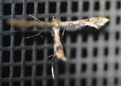 Lantanophaga pusillidactylus