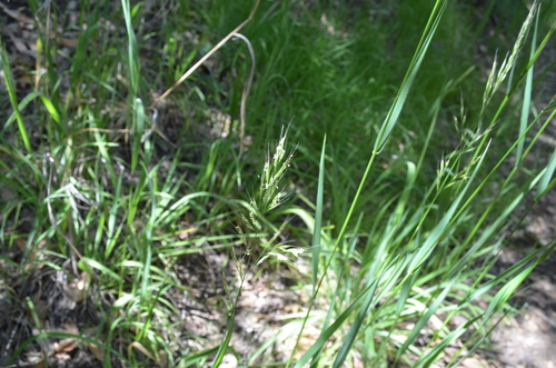 tall trisetum (Trisetum canescens)