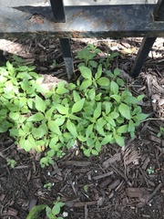 Parietaria pensylvanica