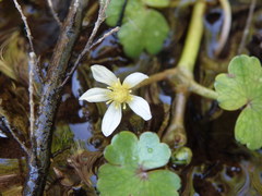 Ranunculus omiophyllus
