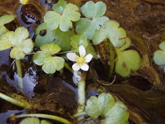 Ranunculus omiophyllus