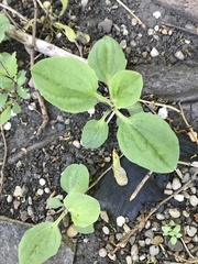 Plantago major