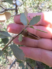 Quercus × alvordiana