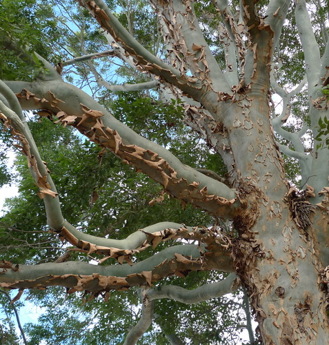 Corymbia torelliana