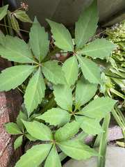 Parthenocissus quinquefolia