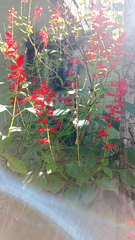 Salvia splendens
