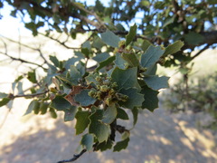 Quercus × alvordiana